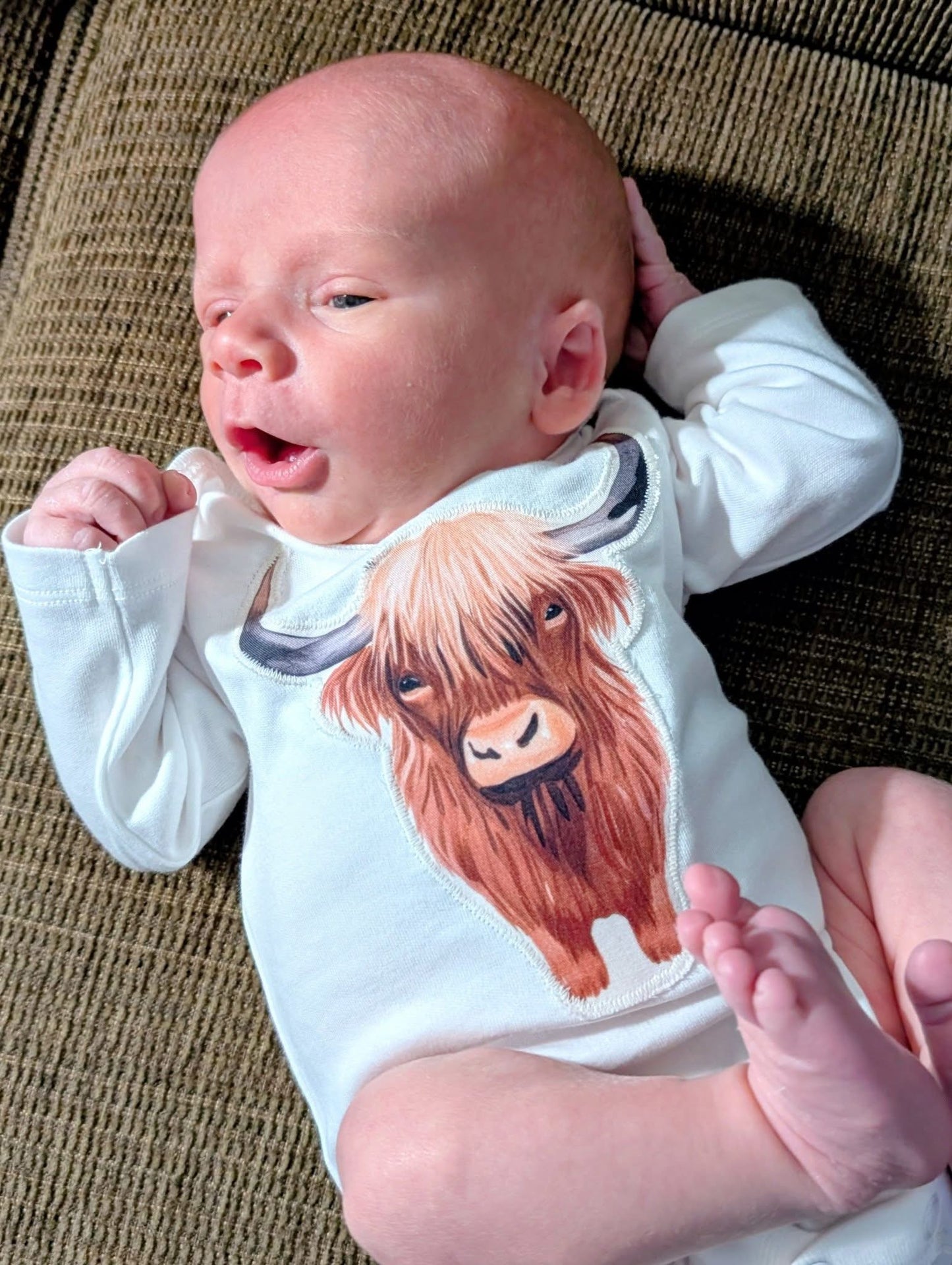 Highland cow preorder round 30